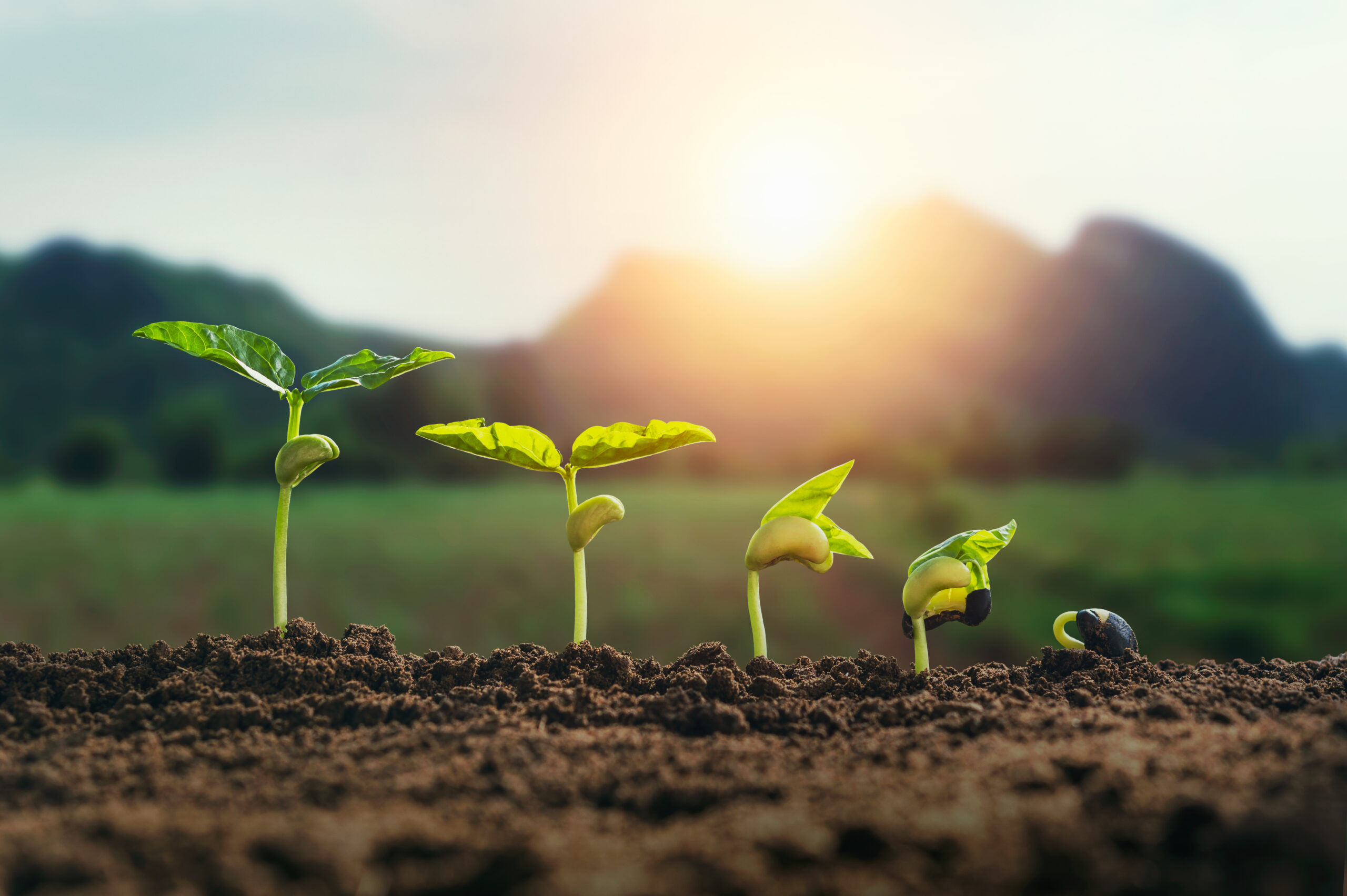 agriculture plant seedling growing step concept with mountain an